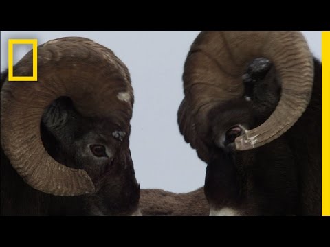 Big Horn Bash | Untamed Americas