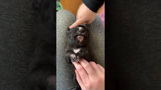 Catahoula Leopard Puppies Videos