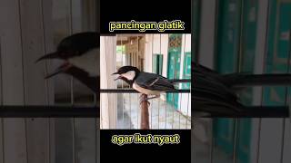 Download lagu pancingan gelatik agar ikut bunyi #glatikfullisian #glatik #gelatik #gelatikbatugacor #glatikgacor mp3