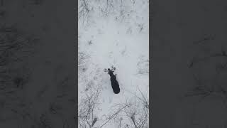 Bull moose sheds both antlers on camera!! RARE FOOTAGE