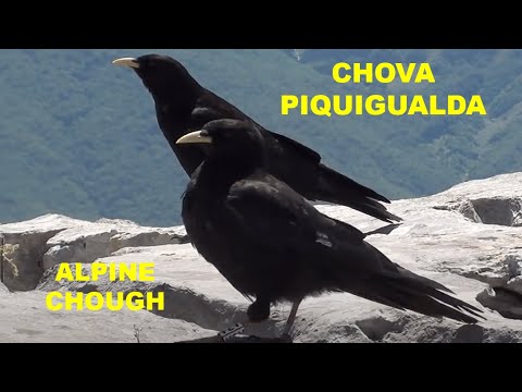 CHOVA PIQUIGUALDA | ALPINE CHOUGH | Pyrrhocorax graculu