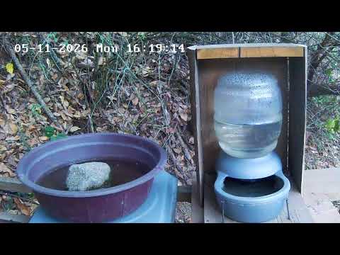 Live Webcam View - Bird water trough in Tecpán Guatemala, Chimaltenango