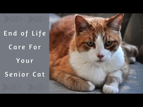 How Do I Know If My Senior Cat Is Nearing The End Of Their Life?