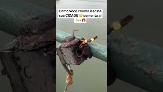 COMO voce chama ISSO na Sua CIDADE 🤔COMENTA Ai 👇👀🧲@ValdecirDominguesSJC @ironfishersjc #pesca