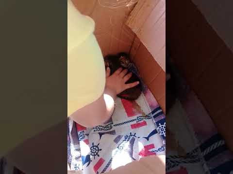 Kedim doğurdu ve iki tane yavru kendimiz oldu