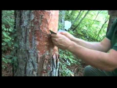 Intervento di Stefano Di Bernardo - SentieriNatura 2011 - 02