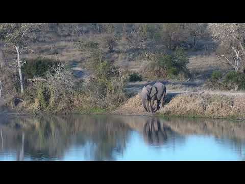 Djuma: Lone Elephant bull gets a quick drink - 16:58 - 08/13/2023