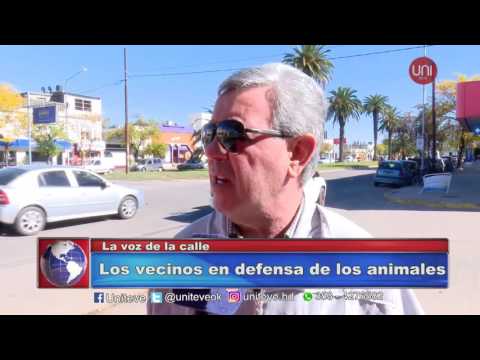 #LaVozDeLaCalle | Día del Animal