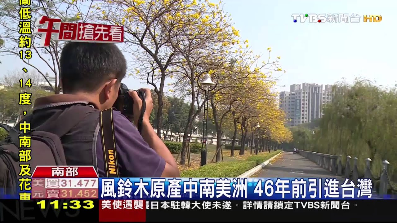 美麗的錯誤?渴怕了 南台灣風鈴木「大爆花」!