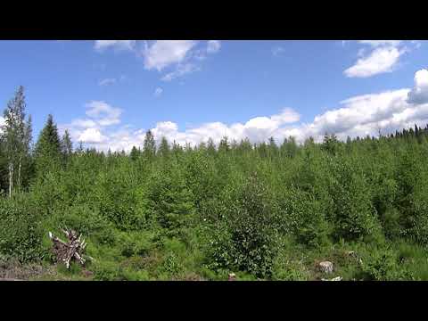 Metsolan Metsäkoulu 58, Taimikonhoito