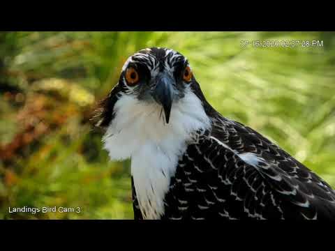Eye To Eye With A Juvenile Osprey – July 16, 2020