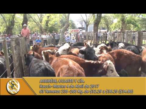 04-04-17 - Venta de Machos - Arribere, Ugarte y Cía - Rauch