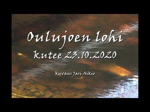 Oulujoen lohi kutee Merikosken voimalaitospadon alapuolisessa vesistössä 23.10. 2020
