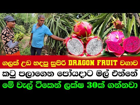 Dragon Fruit Farming… Rock Solid Style! | These Vines Bring 3 Million Rupees