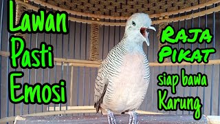 Download lagu Perkutut lokal gacor Lawan Pasti Emosi mp3