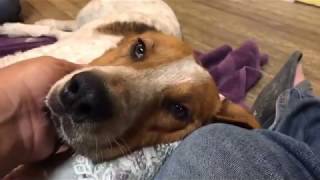 Emergency Rescue: Papas