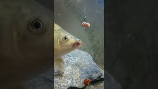 Download lagu Cara ikan mas makan umpan di dalam air...!!! mp3