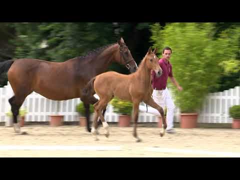 Holsteiner Elite-Fohlenauktion | Nr. 21 v. Corfu de la Vie - Askari