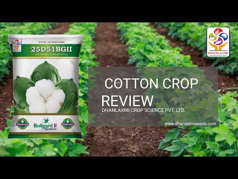 Cotton Seeds - Wholesale Price & Mandi Rate for Cotton Plant Seed