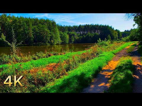 Discovering Sunlit Ponds in the Woods | Nature Walk ASMR 4K 60fps