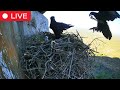 Watch A Black Eagle Chick Grow Fledge Live From Selati Game Reserve