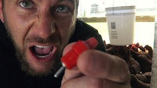 If I Didn't Find This, The Chickens Were Dead