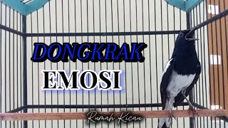 Download lagu Suara Kacer Gacor Ngotot Mampu Dongkrak Emosi Kacer Lambat Panas mp3