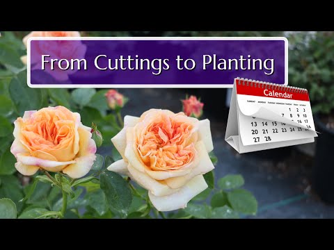 How to Grow Roses from Cuttings – Full Timeline