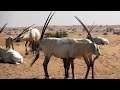 ORYX FIGHTING IN DESERT NOV 2019 NOKIA