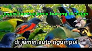 Download lagu SUARA PIKAT SEMUA JENIS BURUNG DI HUTAN, BURUNG KECIL DAN BURUNG BESAR mp3 Download lagu SUARA PIKAT SEMUA JENIS BURUNG DI HUTAN, BURUNG KECIL DAN BURUNG BESAR mp3