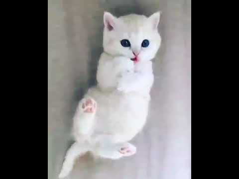 cats cute sound/in Tamil