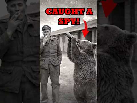 This Bear Caught A Spy!  #facts #history #animals #animalfacts