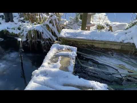 Koi Pond, -9 Disaster