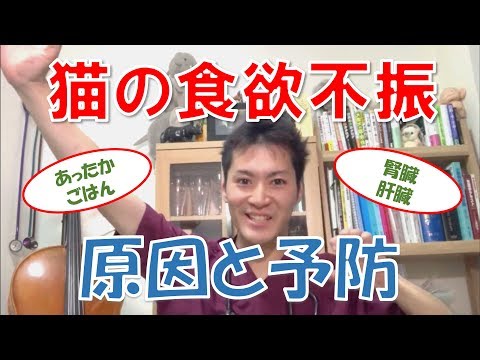 うちの猫がご飯を食べたくなくて悲しい:原因と解決策