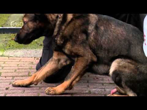 Dog attacks police dog and handler (from police interceptors s09e04)