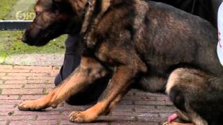 Dog attacks police dog and handler (from police interceptors s09e04)