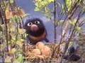 Classic Sesame Street Grover Watches The Birdies