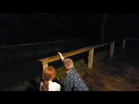 Alimentação manual de mais porcos