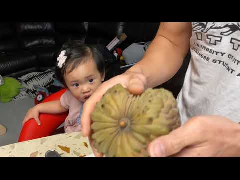 Taste Testing Lisa/Priestly/AP Atemoya 2020