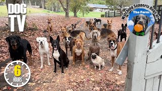 Dog Daycare TV: Entertainment for Dogs 🐶 Videos For Dogs to Watch to Prevent Boredom & Anti Anxiety