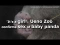 It S A Girl Ueno Zoo Confirms Sex Of Baby Panda
