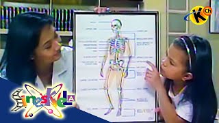 Grade 6 Science | Skeletal System: Parts and Functions | Sineskwela