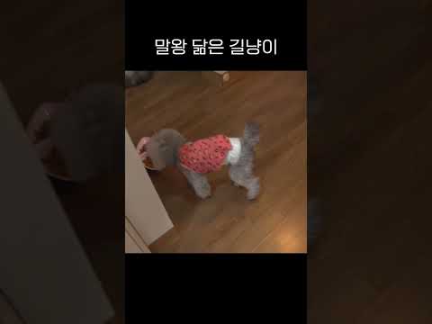 말왕 닮은 길냥이