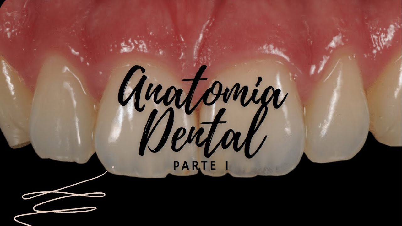 Anatomia Dental PARTE 1(Resumo): Características Gerais e Nomenclatura Dental.