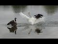 Swan Attack Geese Protect Their Chicks