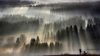 Stephen McCraven feat. Archie Shepp - The Song of The Forest Boogaraboo