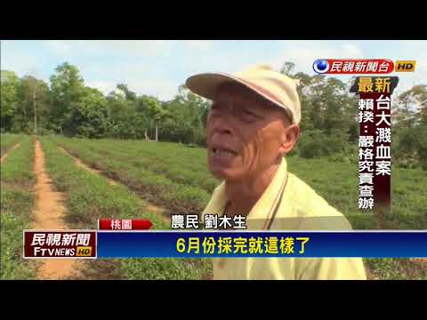 老天爺不下雨 龍潭東方美人茶乾枯－民視新聞