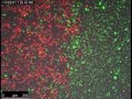 Spontaneous Cell Competition In Immortalized Mammalian Cell Lines