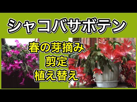 園芸 切り詰められたシャコバ、クリスマスサボテン