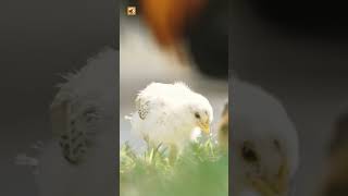 Baby Chick Sounds (Little Chirps in the Fresh Grass)